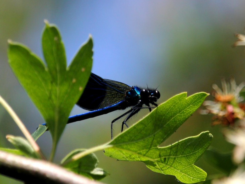 Banded Demoiselle (Calopteryx splendens)