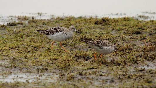 Ruff - Philomachus pugnax