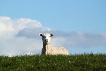 Looking curious field