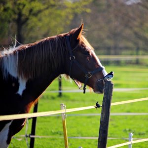 Skewbald and Pied photo