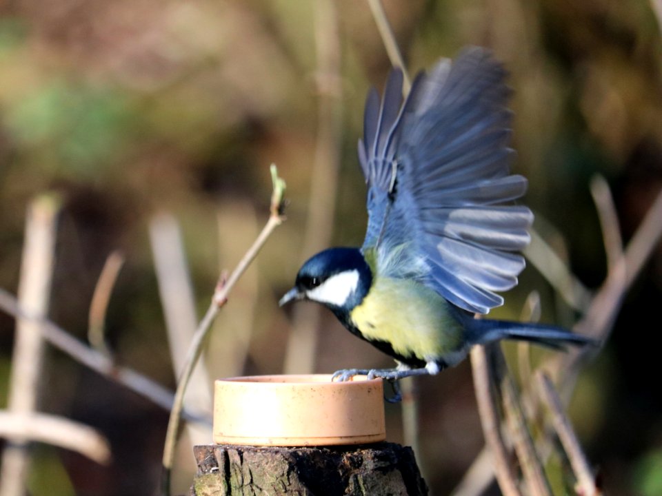 Great Tit Take-off photo