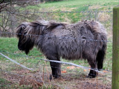 Equine Easter