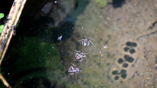 Velia caprai, water crickets photo