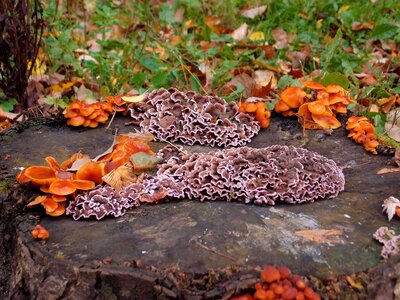 Nature forest tree fungus
