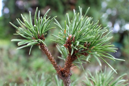 pine photo