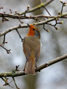 "Did I hear a Buzzard"?