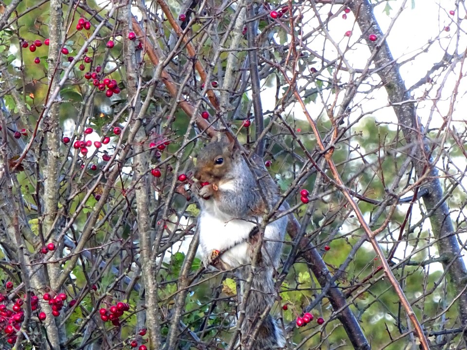 Fat Squirrel. photo