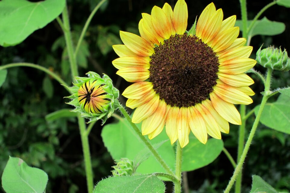 Bud yellow green sunflower