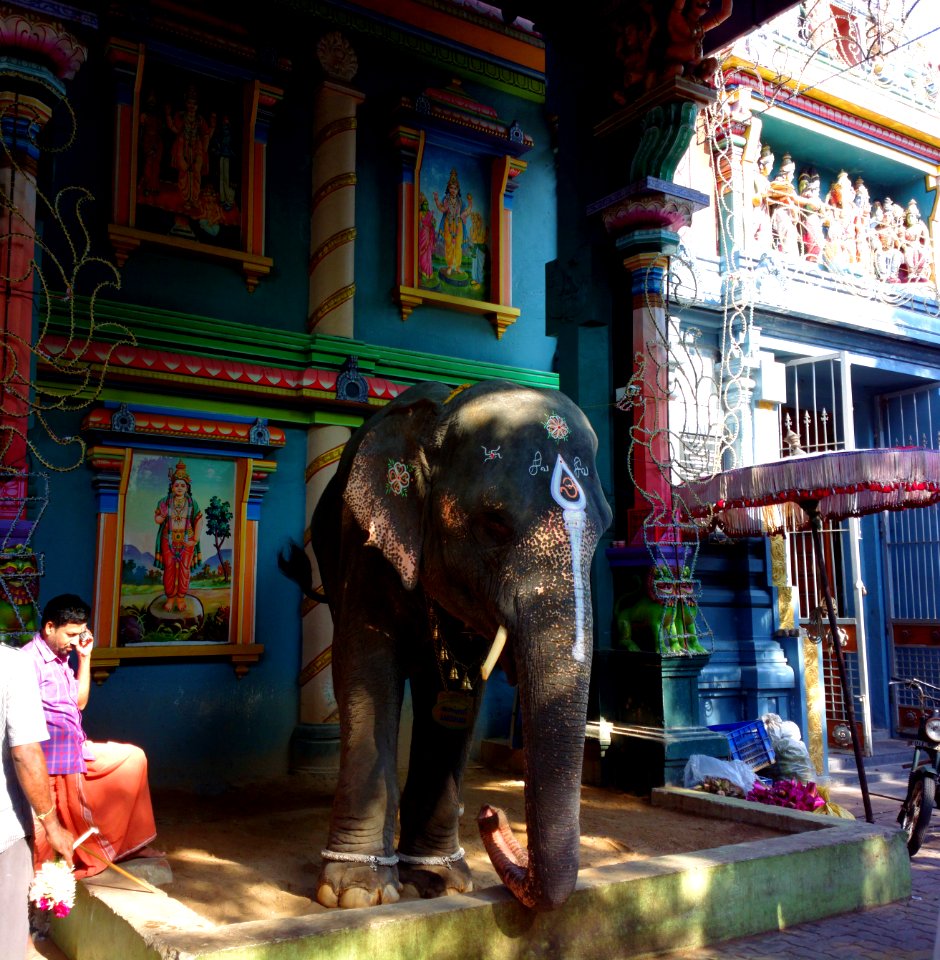 Cow Elephant Laksmi out side of Mannakula Vinayak Temple Pondichery photo