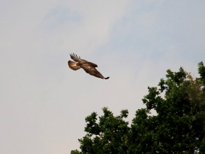 Common Buzzard photo