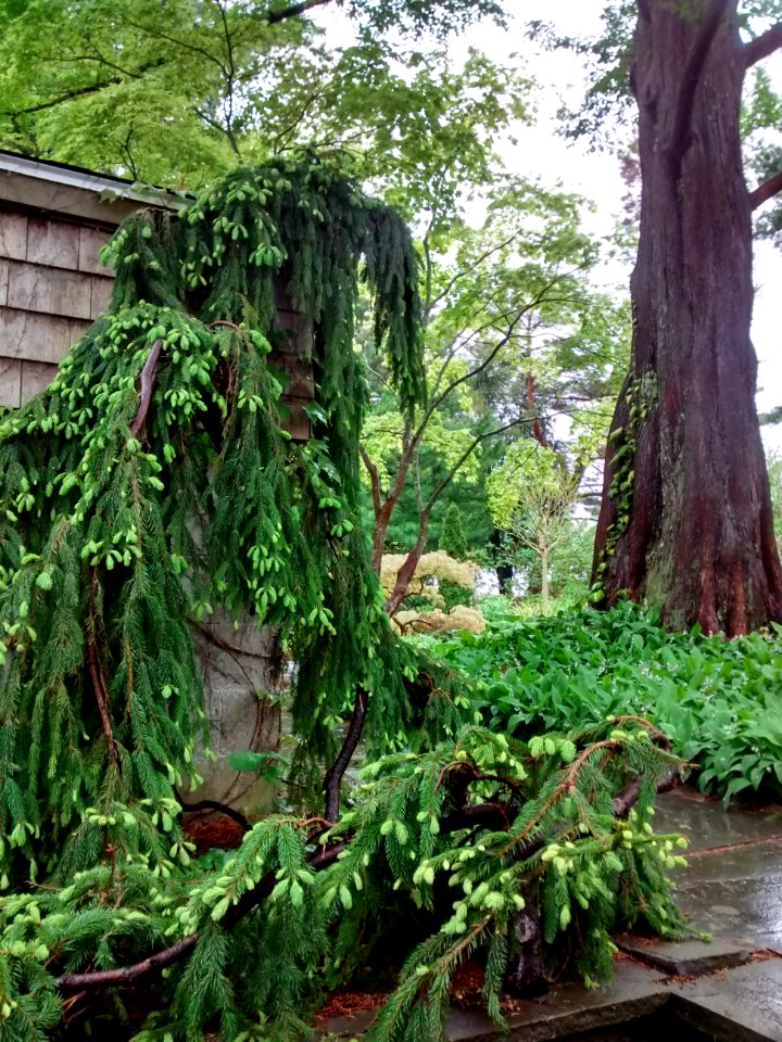 Weeping Norway Spruce