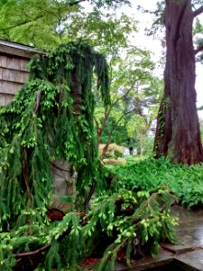 Weeping Norway Spruce photo