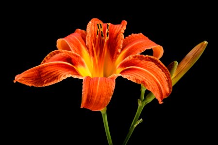 Day Lily