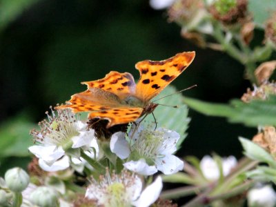 Comma Drinking