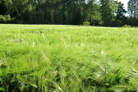 Green field meadow