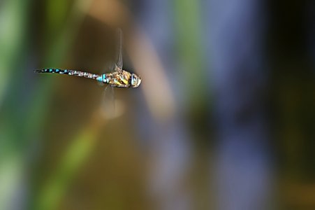 Libellule en vol - Flying Dragonfly photo
