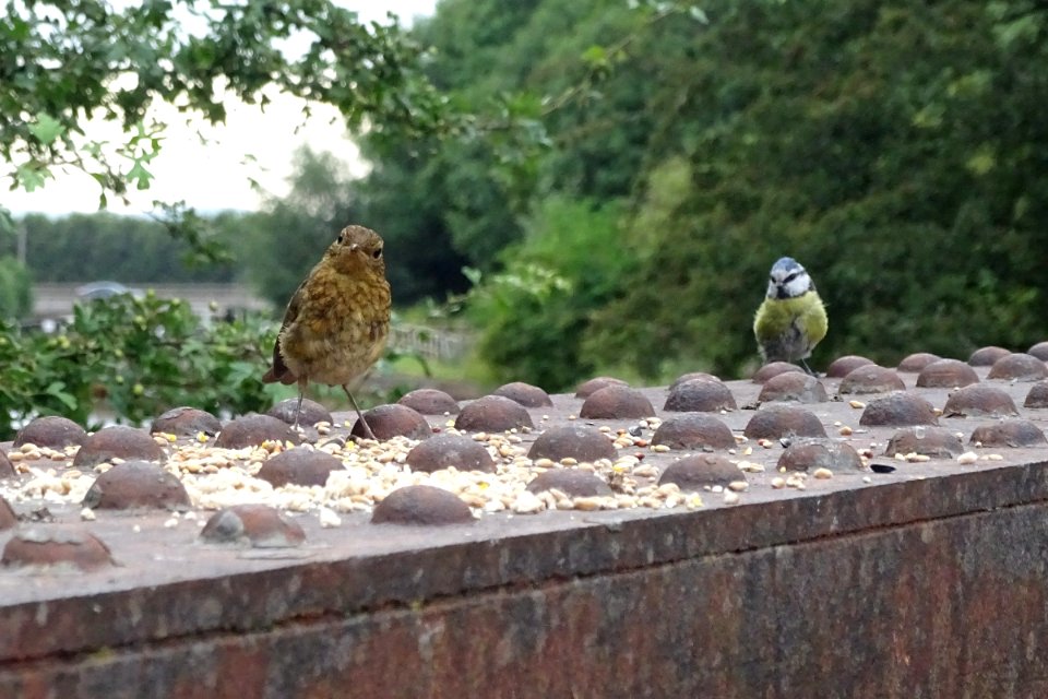 Young Robin and Friend