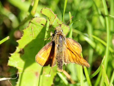 Skipper 1 photo