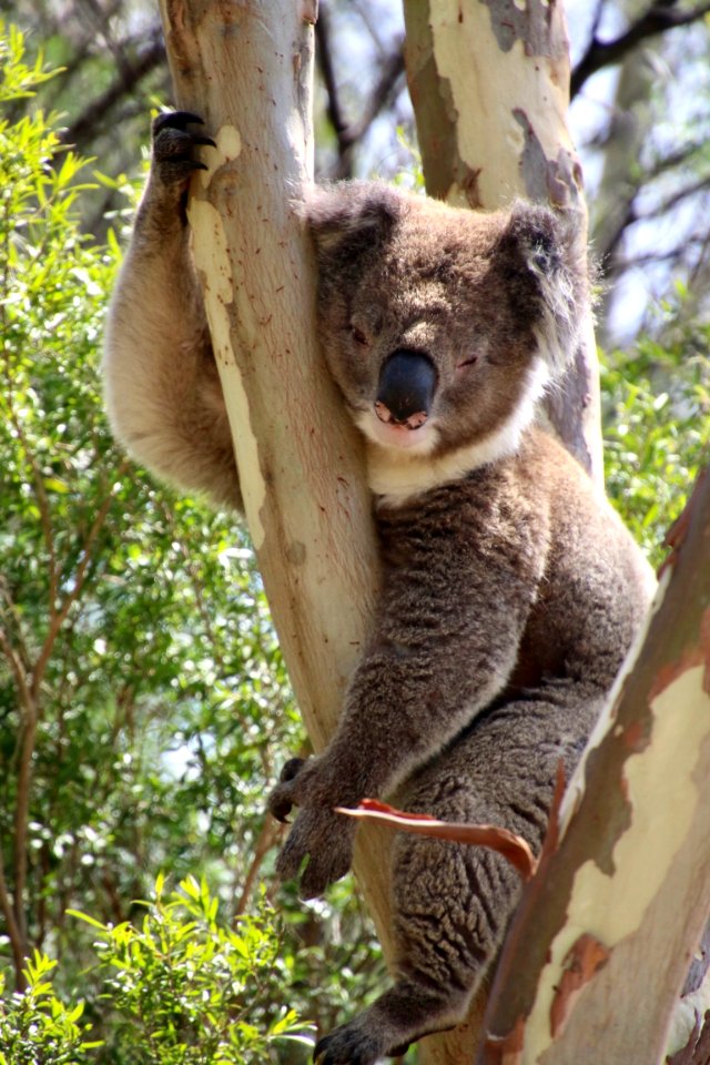 Koala