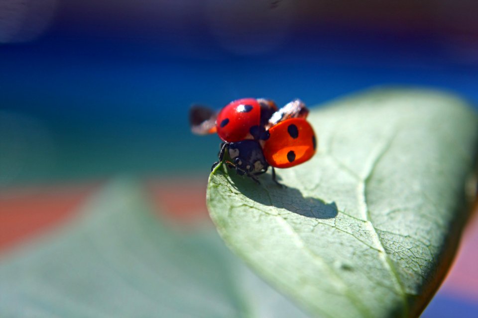 Coccinelle en mode séchage