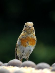 Another Baby Robin