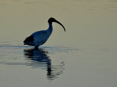 Australian white ibis