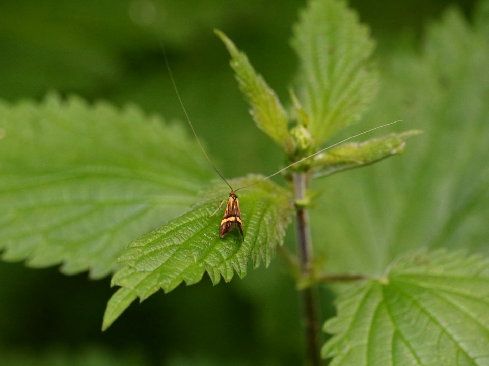 Nemophora degeerella