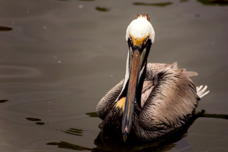 Portrait of a Pelican of Dauphin Island, Alabama in a cloudy day