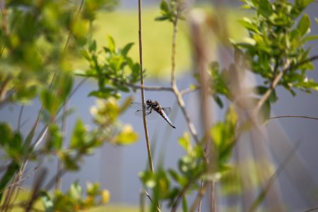 Libellule bleue photo