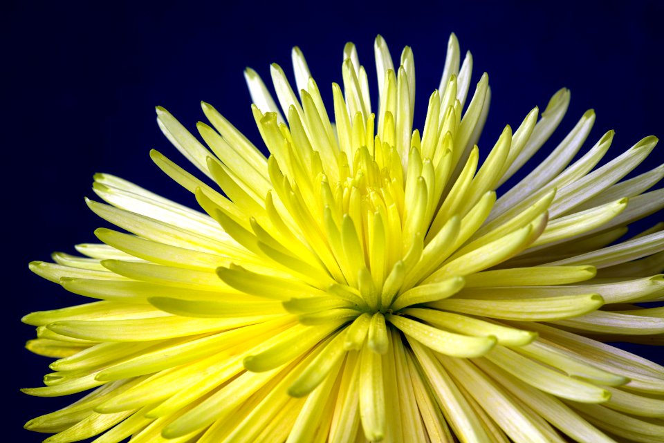 Spider Chrysanthemum
