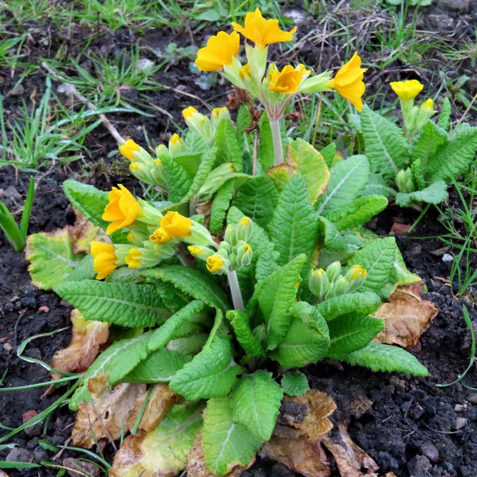 Primroses or Cowslips?