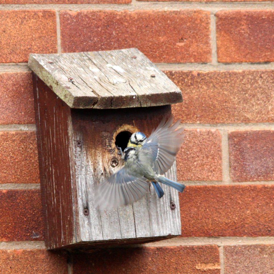 Nest Box Action 05