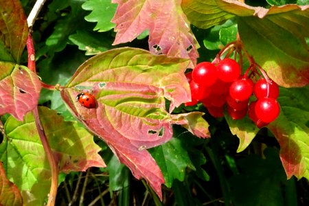 Autumnal Hues