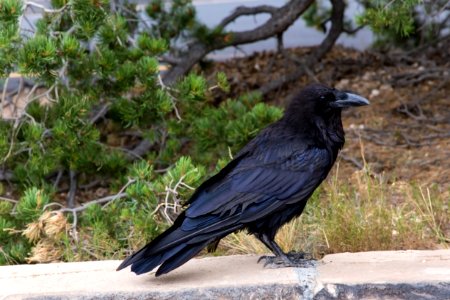 Raven of Grand Canyon -1