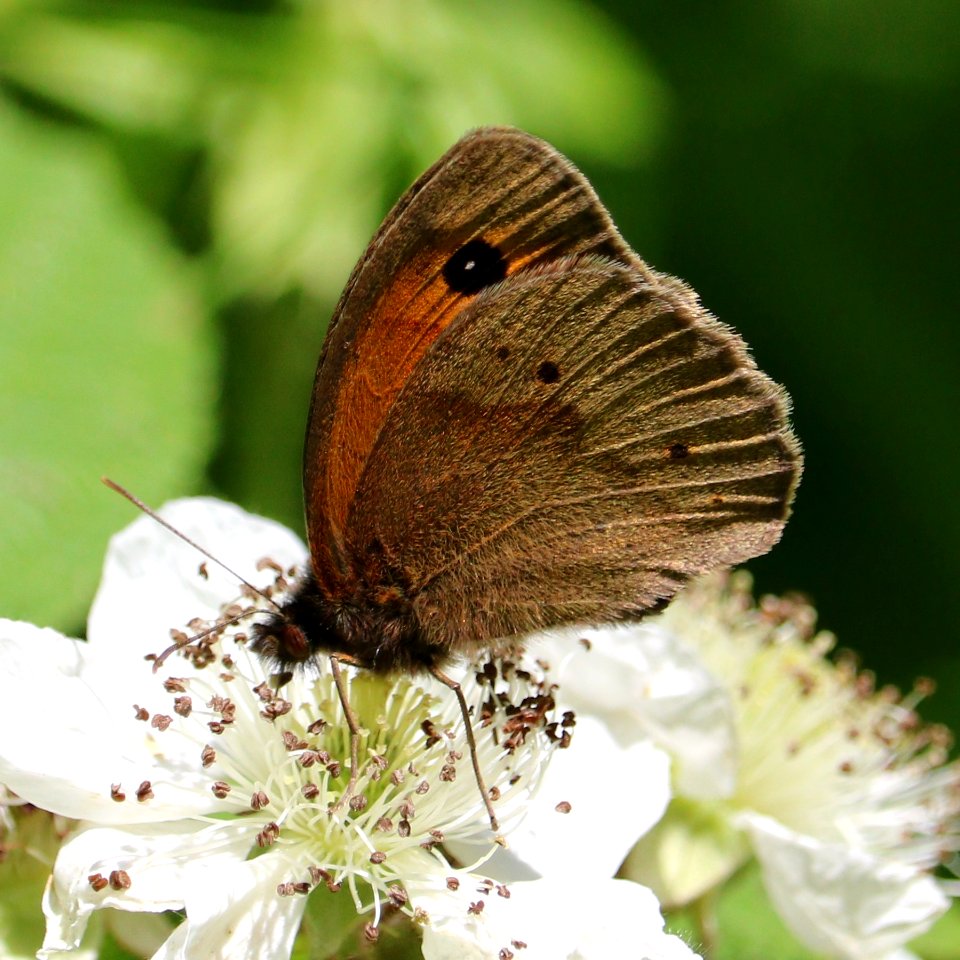 Meadow Brown