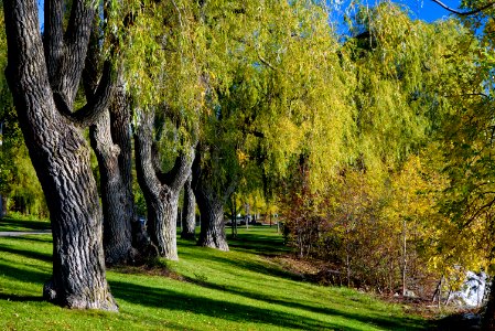 Willow Trees, Jack Darling Park photo