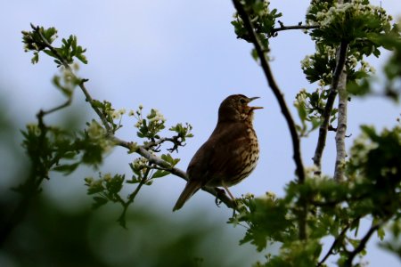 Song Thrush photo