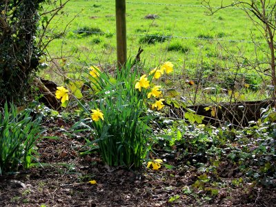 More Daffs