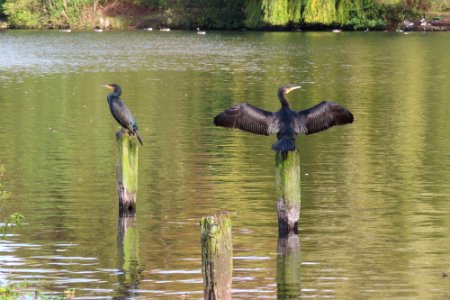 Cormorants