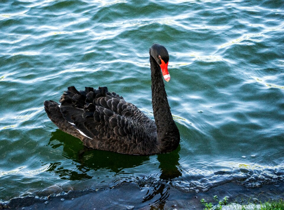 Water wild feather