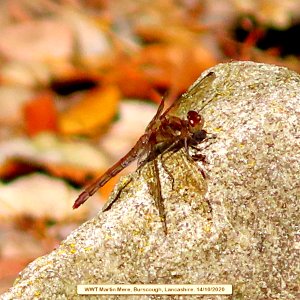 Dragonfly photo