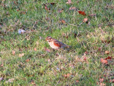 A Redwing