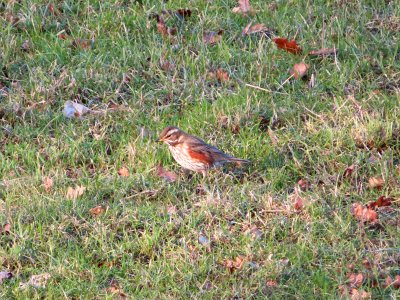 A Redwing photo