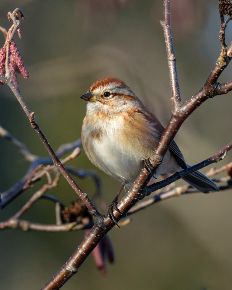 Tree Sparrow -6880