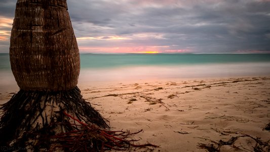 Coconut Palm Sunrise photo