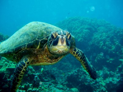 HIHWNMS - green sea turtle photo