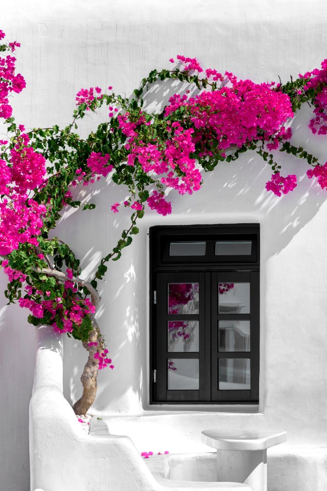 Bougainvillea in Mykonos