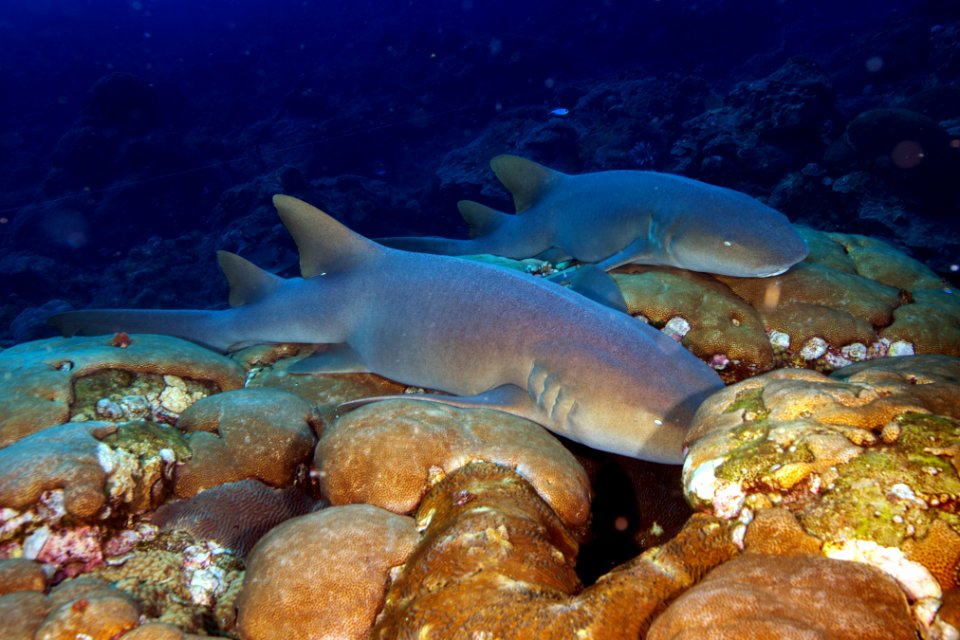 FGBNMS - nurse shark