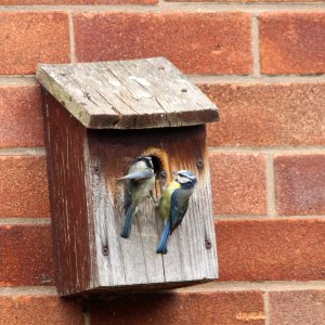 Nest Box Action 06