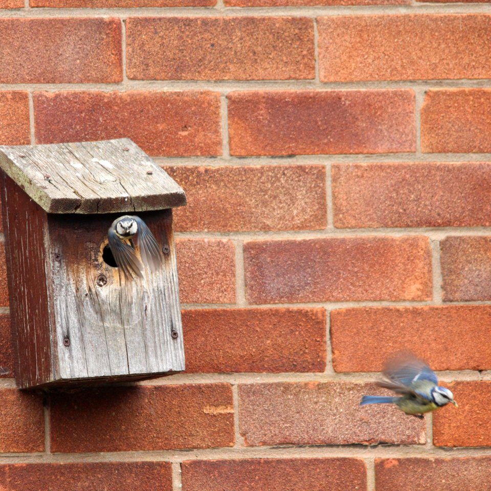 Nest Box Action 07